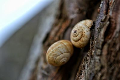 Close-up of snail