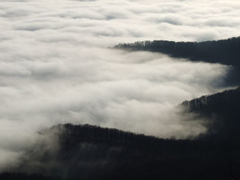 Scenic view of forest against sky