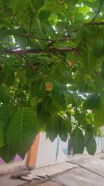 Close-up of fruits growing on tree