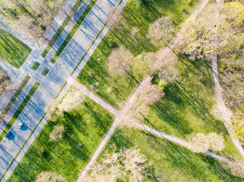 High angle view of trees on field