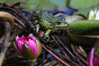 Close-up of frog on leaf