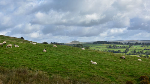 Flock of sheep grazing in field