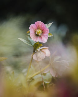 Close-up of pink flowering plant