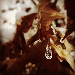 Close-up of autumn leaves