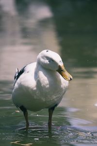 Close-up of duck swimming in lake