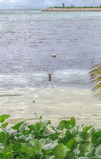 View of crab on beach