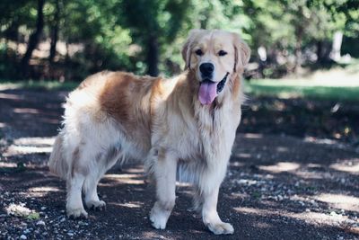 Portrait of dog