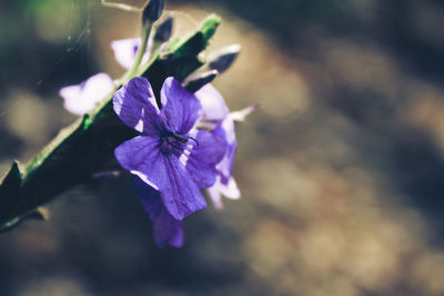 Close-up of purple flowering plant