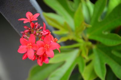 Close-up of pink flowers