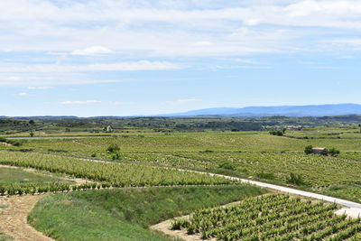 Scenic view of agricultural field against sky