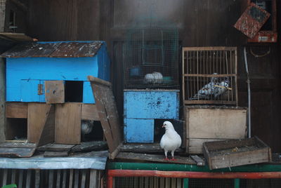 Bird perching on house roof