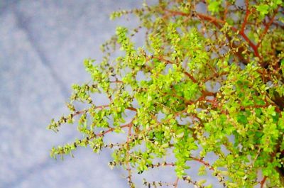 Low angle view of flowers on tree