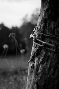 Close-up of tree trunk