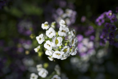 Close-up of white flowers