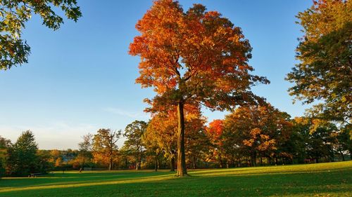 Trees on field against sky during autumn