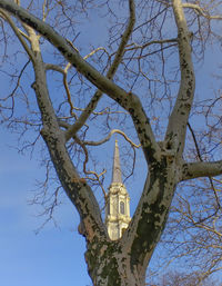 Low angle view of tree and building against sky