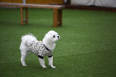 White dog on field