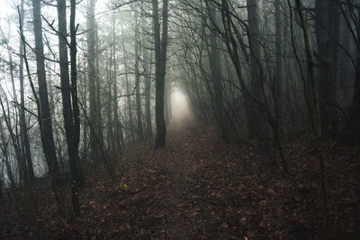 Trees in forest