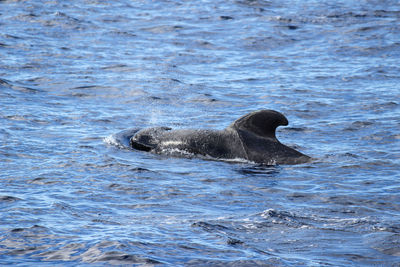 Pilot whales globicephala melas in the atlantic ocean at canary island tenerife