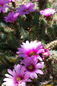 High angle view of pink flowering plant on field