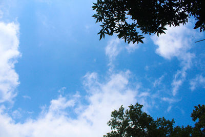 Low angle view of tree against sky