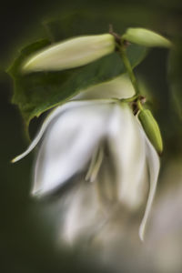 Close-up of plant