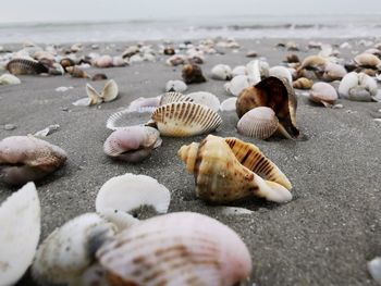 Close-up of seashells on beach