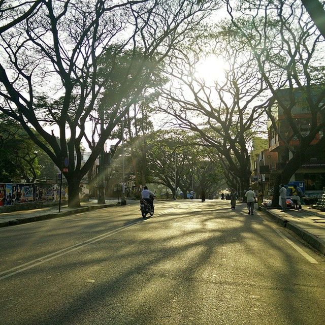 tree, transportation, the way forward, road, street, car, land vehicle, mode of transport, bare tree, walking, rear view, men, branch, lifestyles, full length, diminishing perspective, treelined, on the move