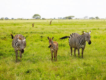 View of zebras on field