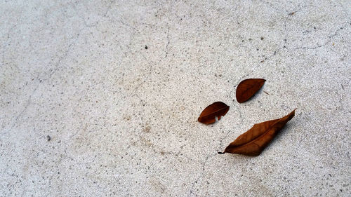 High angle view of dry leaves on land