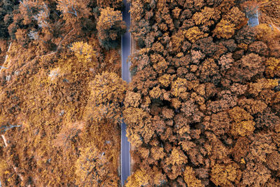 High angle view of plant growing in forest