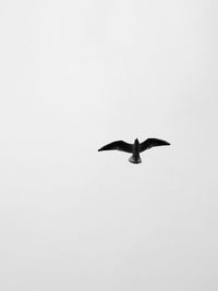 Low angle view of bird flying against clear sky