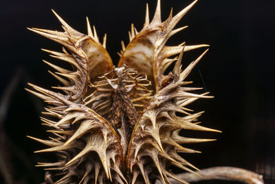 Close-up of dried plant