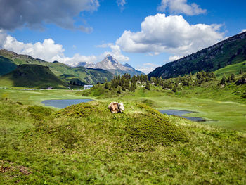 View of a sheep on grassy field against sky