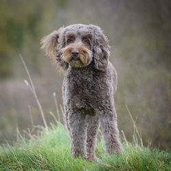 Portrait of dog on field