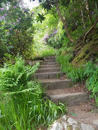 Footpath amidst trees