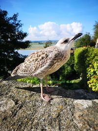 Seagull perching on retaining wall