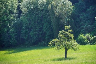 Trees on field in forest