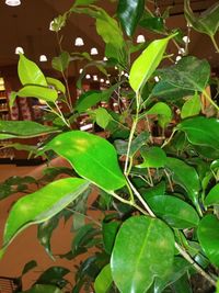 Close-up of green leaves on plant