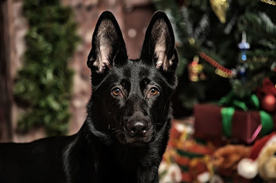 Close-up portrait of black dog