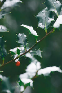 Close-up of berries growing on plant