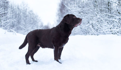 Dog standing on snow