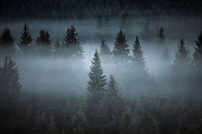 Silhouette trees in forest during foggy weather