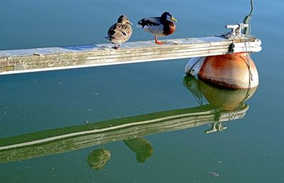 Seagulls perching on a boat in sea