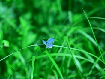 Close-up of butterfly on purple flower