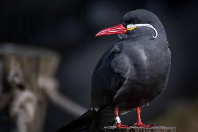 Close-up of bird perching on red outdoors