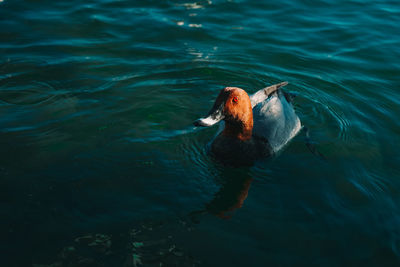 High angle view of duck swimming in sea