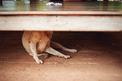 Dog sleeping on floor