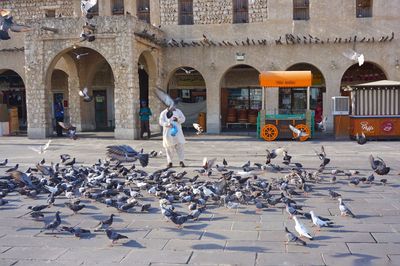 Flock of birds in a building