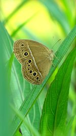 Close-up of butterfly on leaf